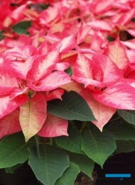 Poinsecja -'Premium Ice Crystal'-fot. A Cecot