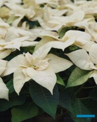 Poinsecja -'Premium White'-fot. A Cecot
