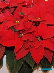 Poinsecja 'Prima Vera'-fot. A Cecot