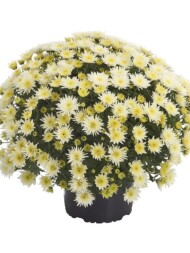 chryzantema Blomski White - odmiana późnojesienna, fot. Royal van Zanten