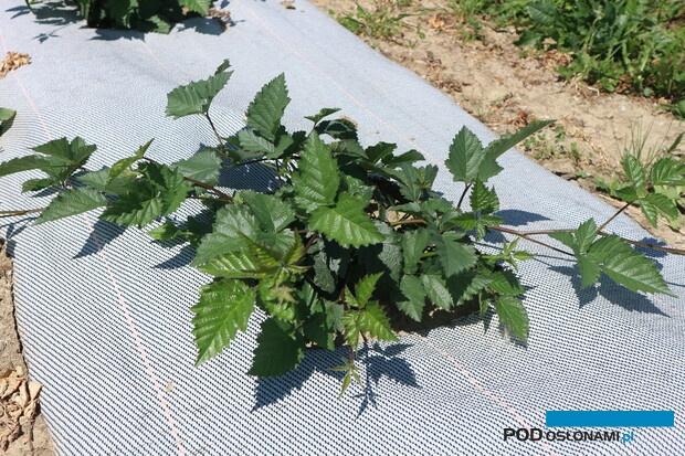 W uprawie jeżyn i malin korzystne jest ściółkowanie gleby, fot. P. Bucki