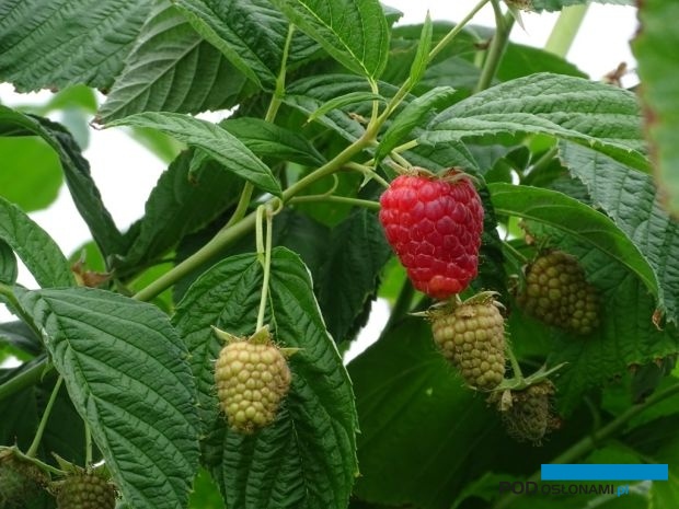 Maliny z gospodarstwa OVOC odznaczają się wyjątkową jakością i smakiem