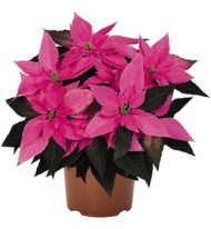 Poinsecja J’Adore Dark Pink , fot. Dummen Orange