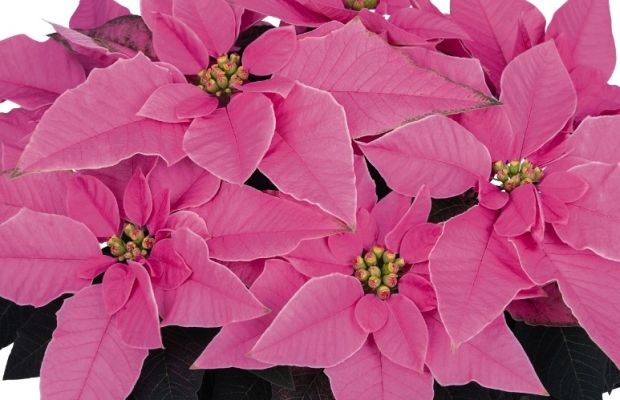 Poinsecja J’Adore Pink to jedna z odmian szczególnie polecanych podczas wydarzenia pod nazwą Poinsettia Week Online, które zorganizowała firma hodowlana Dümmen Orange (fot. Dümmen Orange)