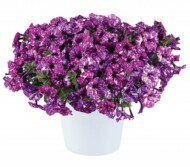 Petunia_SPLASH DANCE™ PURPLE POLKA_Danziger