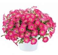 petunia_Scoop Watermelon_Danziger
