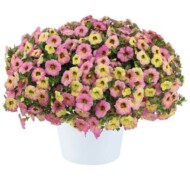 Calibrachoa Ombre Pink _Danziger