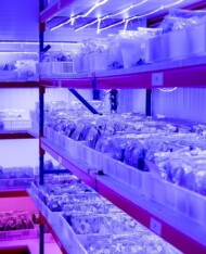 Laboratorium kultur tkankowych firmy Denis-Plants w Beervelde, fot. Ivan De Clercq