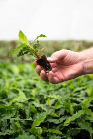 denis-Plants_Roślina (kalatea) w koreczku typu glue plug, fot. Ivan De Clercq