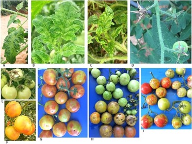 Luria N, Smith E, Reingold V, Bekelman I, Lapidot M, Levin I, et al