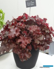 Heuchera 'Red Sea