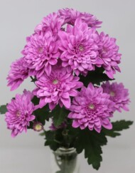 chryzantema Angkor_Brandkamp