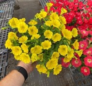 Petunia CAPELLA Hello Yelow-m_fot. Danziger