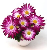 chryzantema_Capri', fot. Brandkamp