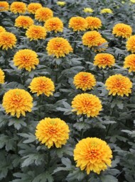 chryzantemy Ceylon_fot. Brandkamp