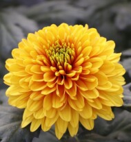 Chryzantema 'Ceylon_Brandkamp