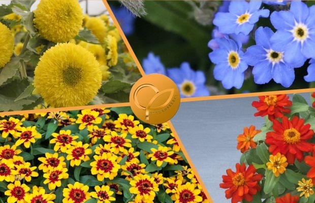 Złote Medale Fleuroselectu 2022 przypadły czterem nowym odmianom roślin ozdobnych, fot. Fleuroselect