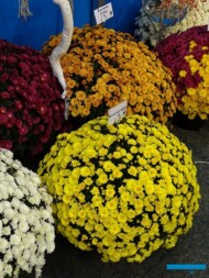 chryzantemy_Bransmart_fot_AC