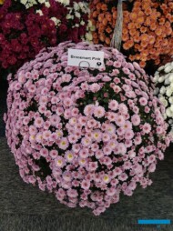 chryzantema_Bransmart Pink_fot_AC
