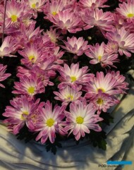 chryzantema_Suva_fot_AC