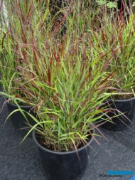 Panicum ‘Oxblood Autumn®’, fot. A. Cecot