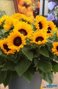 Helianthus Vincent
