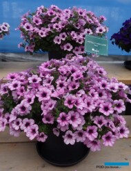 Petunia ×hybrida Capella™ 'Pink Lace', fot. A. Cecot