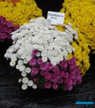 chryzantemy_Branbeach Mix_klak 2014_fot_AC