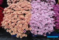 chryzantemy_Bransound salmon-i-Bransound _Klak 2014_AC