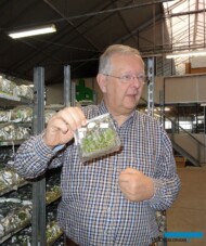 René Denis pokazuje porcję roślin (in vitro) otrzymanych z Wietnamu (2016 r.)