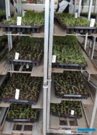 Denis-Plants_Rośliny rozmnożone in vitro po przesadzeniu do wielodoniczek, przeznaczone do aklimatyzacji_fot. AC