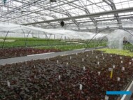 Denis-Plants_Szklarnia aklimatyzacyjna (na 1. planie żurawki)_fot. AC