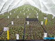 Denis-Pants_Pierwszy etap adaptacji do warunków ex vitro_fot. AC