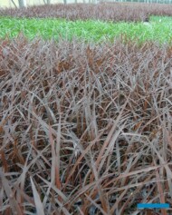 Denis-Plants_Cordyline 'Redstar_fot. A. Cecot