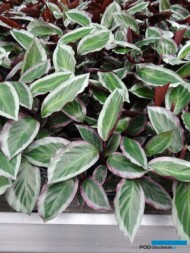 Calathea - odmiana z grupy Bicajoux® (materiał wyjściowy do dalszej produkcji)_Denis-Plants_fot. AC