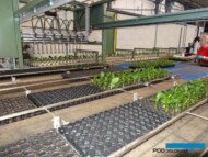 Denis-Plants_Sortowanie młodych roślin odbywa się za pomocą robota TTA Flex Sorter_fot. AC