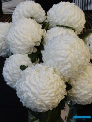 chryzantema_Kibo_fot_AC