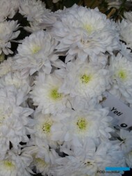 chryzantema_Yeti-galazkowo_fot. AC