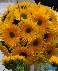 Helianthus Maya Double