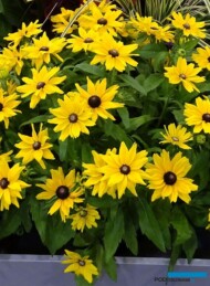 Rudbeckia Littlebeckia Sunshine