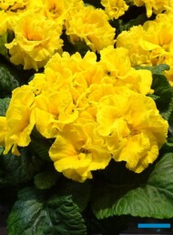 Primula vulgaris Girl’s Delight Lemon Shades