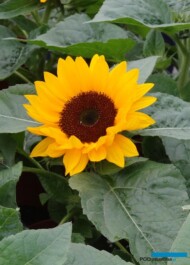 Helianthus_Smiley-Orange_