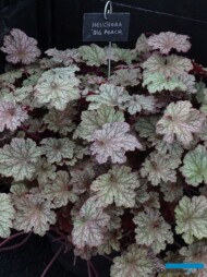 Heuchera 'Big Peach