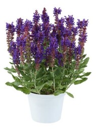 Salvia nemorosa Dark Matter_fot. Danziger