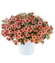 Calibrachoa ×hybrida EYECONIC Peach_fot. Danziger