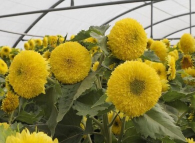 Helianthus annuus Gummy Bear, fot. Fleuroselect