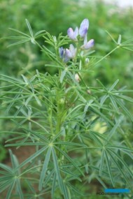 Łubin wąskolistny na początku fazy kwitnienia
