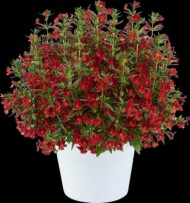 Mimulus aurantiacus Mai Tai™ 'Red_fot. Danziger