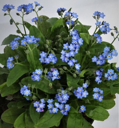 Myosotis alpestris Bellamy Blue, fot. Fleuroselect