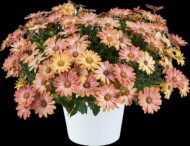 Osteospermum ecklonis Osticade Daybreak__fot. Danziger